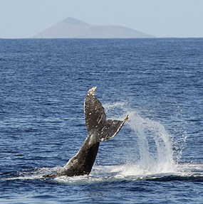 Humpback_Whale
