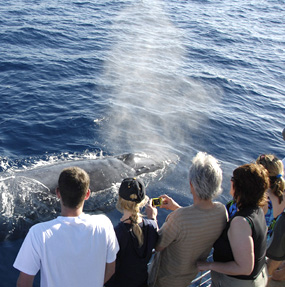 Humpback