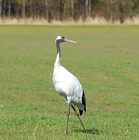 Red-Crowned_Crane
