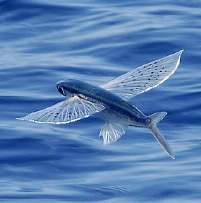 Flying fish