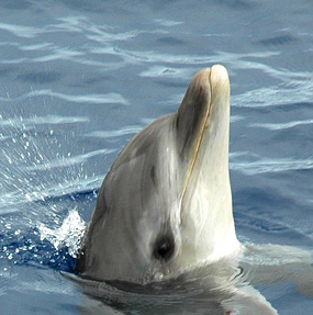 Dolphin
