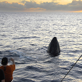Whale