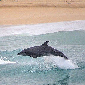 Bottlenose Dolphin