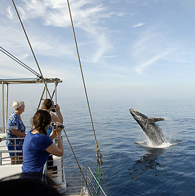 Whale