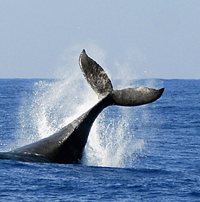 Whale