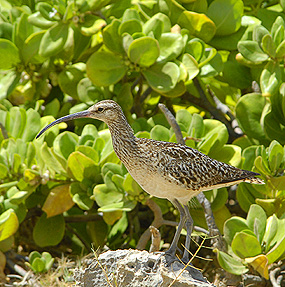 Bristle-thighed_Curlew