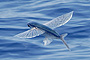Albatross