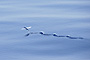 Albatross
