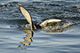Albatross