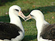 Albatross