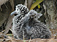 Albatross