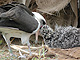 Albatross
