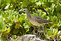 Bristle-thighed_Curlew