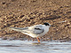 Common_tern