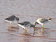 Dowitcher