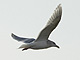 Glaucous_winged_Gull