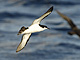 Newell_Shearwater