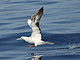 Red-footed_Booby