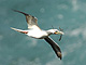 Red-footed_Booby
