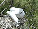 Red-footed_Booby