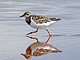 Ruddy_Turnstone