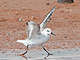 Sanderling