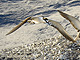 Sooty_tern