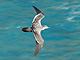 Wedge-tailed_Shearwater