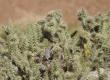dsc5258a.jpg