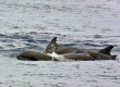 Melon-Headed Whales