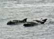 Melon-Headed Whales