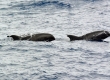 Melon-Headed Whales, カズハゴンドウ