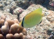 Citron Butterflyfish (Chaetodon citrinellus)