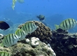 Manini, Convict Surgeonfish