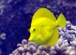 Yellow Tang, Lau'ipala