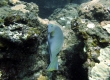 Pearl Wrasse, 'Opule - Endemic