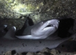 Whitetip Reef Shark, Mano Lalakea