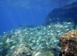 Manini, Convict Surgeonfish