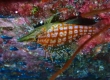 Longnose Hawkfish