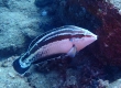 Yellowstriped Coris, Hilu - Endemic