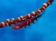 Sea Whip Goby