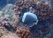 Reticulated Butterflyfish