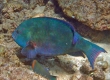 Stareye Parrotfish ブダイ