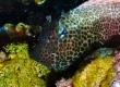 Shortbodied Blenny