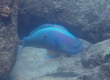 Spectacled Parrotfish ブダイ