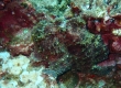 カエルアンコウ Frogfish