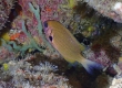 Pacific Agile Chromis