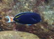 [Achilles Tang Goldrim Surgeonfish Hybrid]