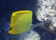 Longnose Butterflyfish