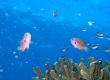 Pacific Agile Chromis